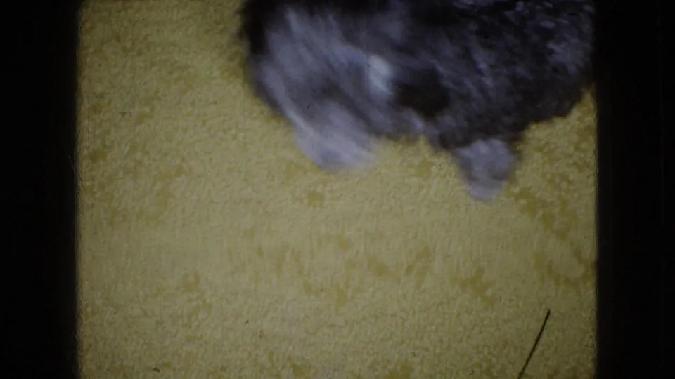 The small dog appears blurred near the right side of the yellow carpet as it moves through the final frame of the 1965 Wellsburg, Iowa home-movie clip.