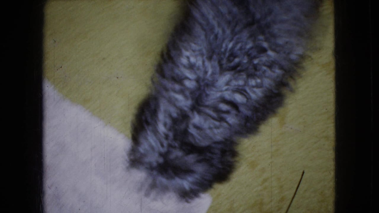 Small shaggy gray and black dog leans down to sniff a green carpet in 1965 home-movie footage from Wellsburg, Iowa.