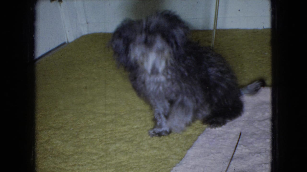 Small shaggy gray and black dog stands on a green carpet near a wall in 1965 Wellsburg, Iowa home-movie footage.
