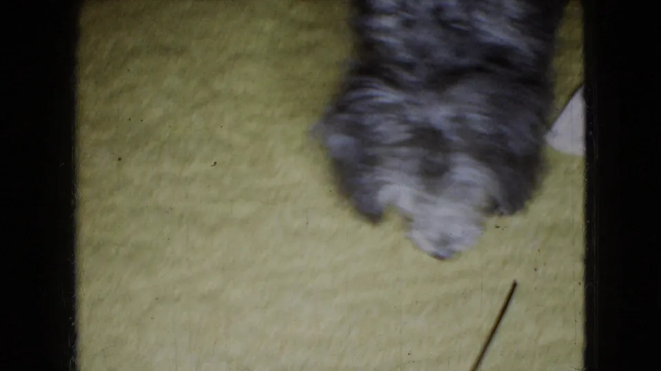 Small shaggy gray and black dog moves with its head lowered over the green carpet in 1965 home-movie footage from Wellsburg, Iowa.