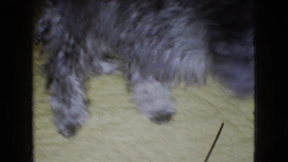Close handheld view of a shaggy gray and black dog crossing the green carpet in 1965 Wellsburg, Iowa home-movie footage.