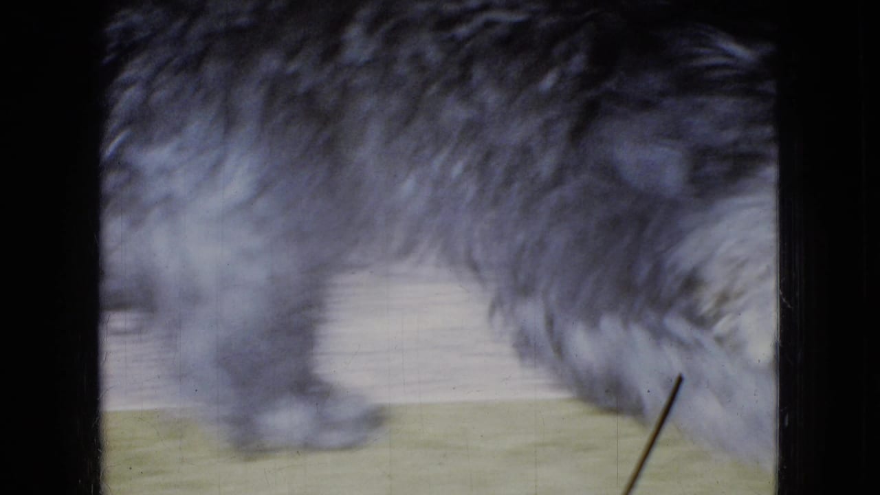 In 1965 home-movie footage from the United States, a small shaggy gray puppy leans down toward a yellow carpet while partially cropped by the frame.