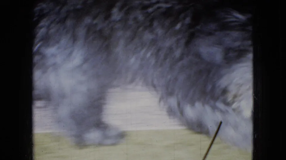 In 1965 home-movie footage from the United States, a small shaggy gray puppy leans down toward a yellow carpet while partially cropped by the frame.