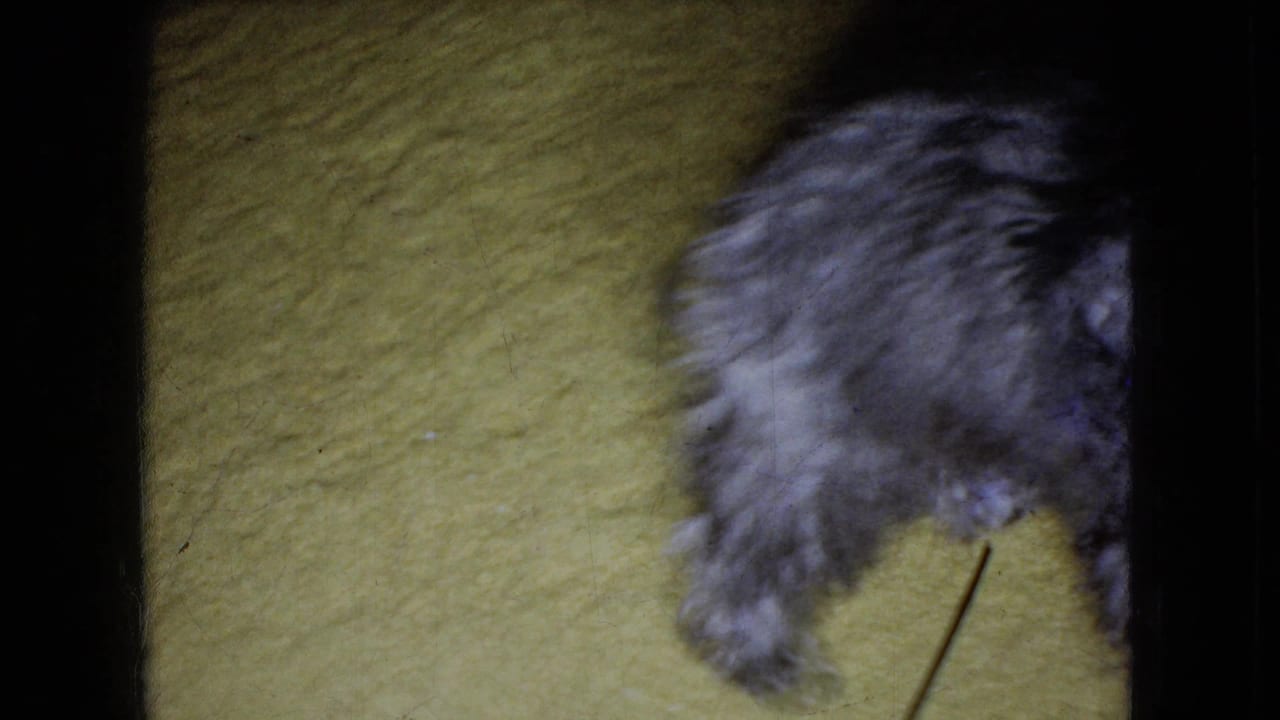 A small shaggy gray puppy moves across a yellow carpet in soft 8mm color, with the body partly cropped at the top and right edge.