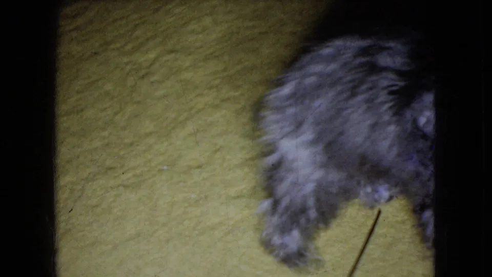 A small shaggy gray puppy moves across a yellow carpet in soft 8mm color, with the body partly cropped at the top and right edge.