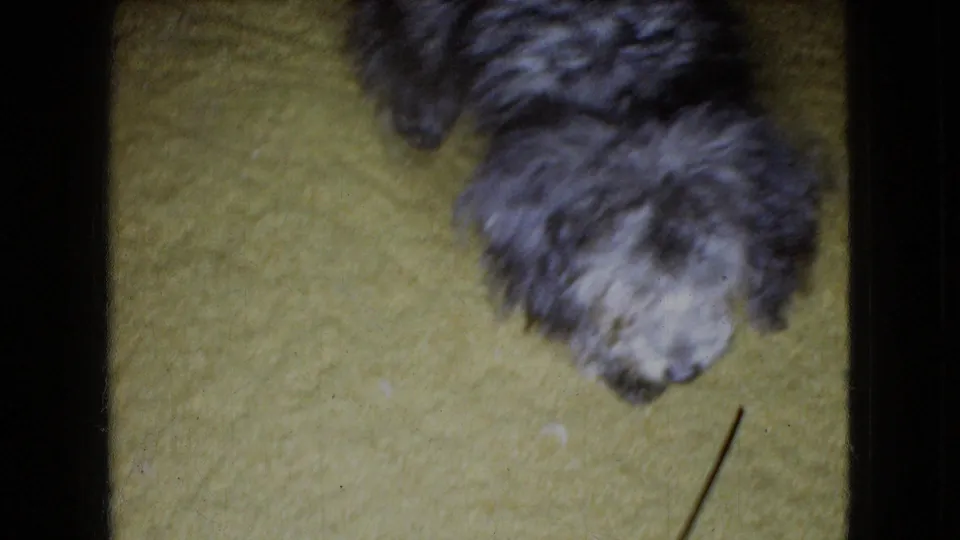 The puppy is seen from above on the yellow carpet, head lowered as if sniffing, with soft focus and visible home-movie film texture.
