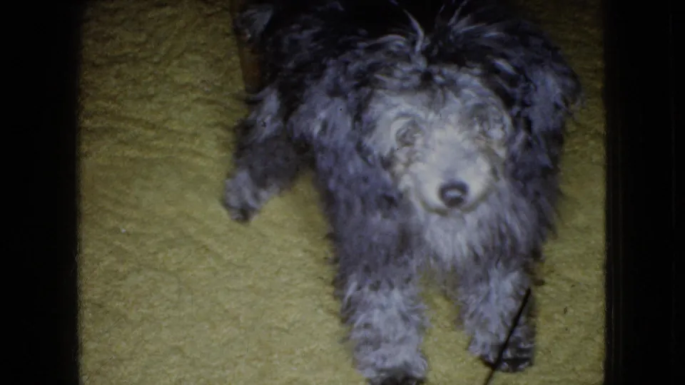 A small shaggy gray puppy faces upward toward the camera on a yellow carpet, its nose and front legs visible in the soft 8mm frame.