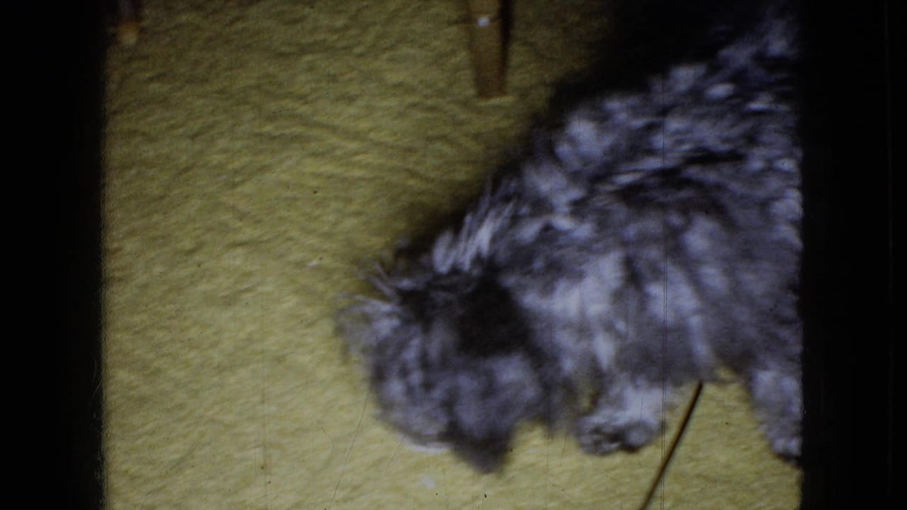 Small shaggy black-and-gray dog on a yellow textured carpet in 1965 Wellsburg, Iowa home-movie footage, partly blurred by close handheld filming.