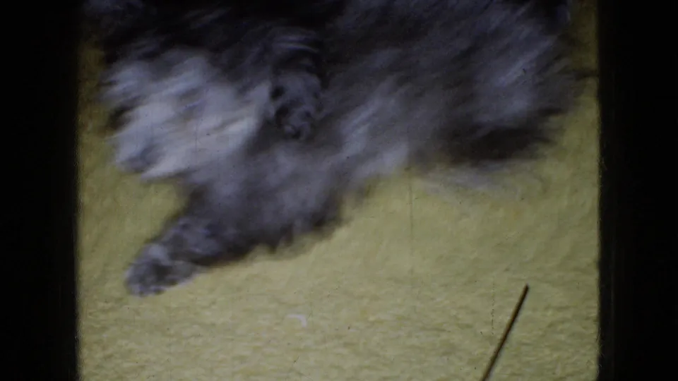 Blurred close view of the small shaggy dog moving quickly across the yellow carpet, with fur and paws filling much of the 8mm frame.