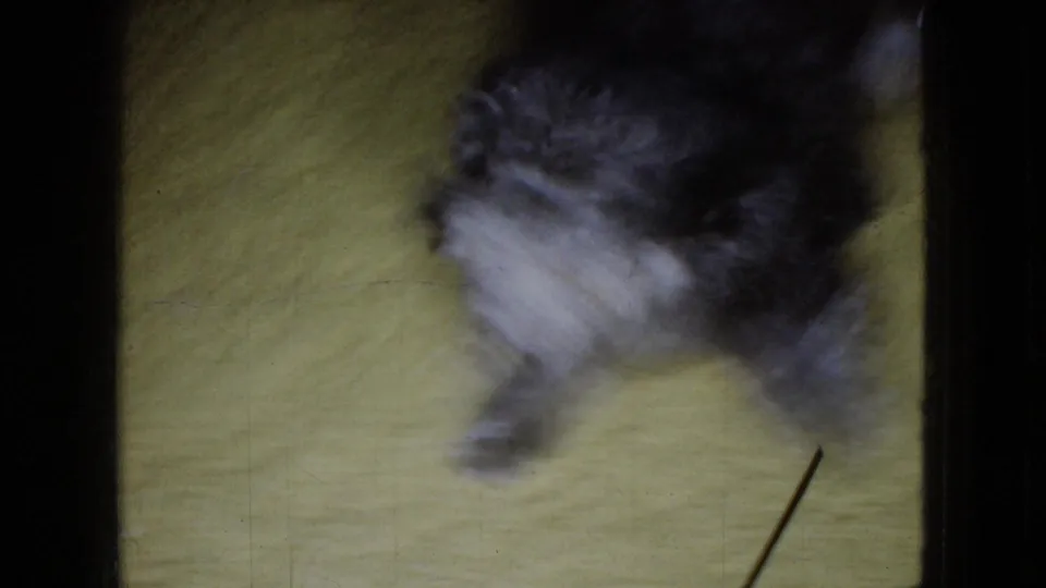 Small black-and-gray shaggy dog turns toward the handheld camera on a yellow carpet, its face softened by motion blur in the 1965 home-movie frame.