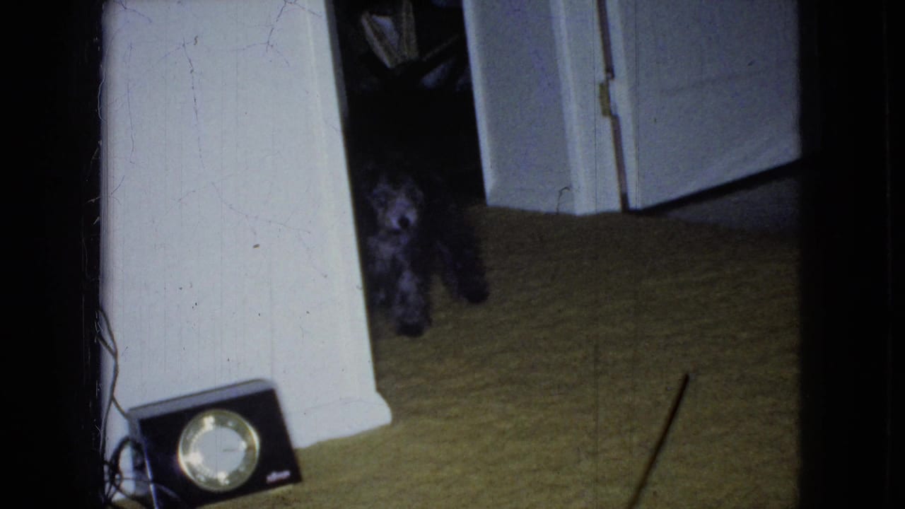Small dark dog standing near a doorway with a low round-faced object on the floor.