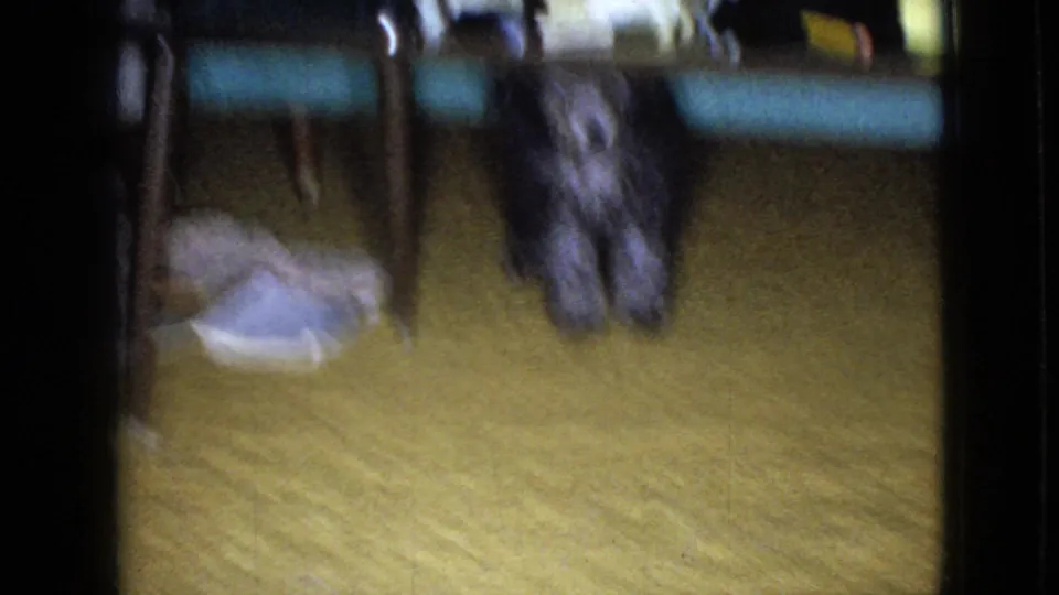 The dog appears beneath or beside a blue upholstered chair in the Wellsburg 1965 home interior, with chair legs and a pale item on the carpet nearby.