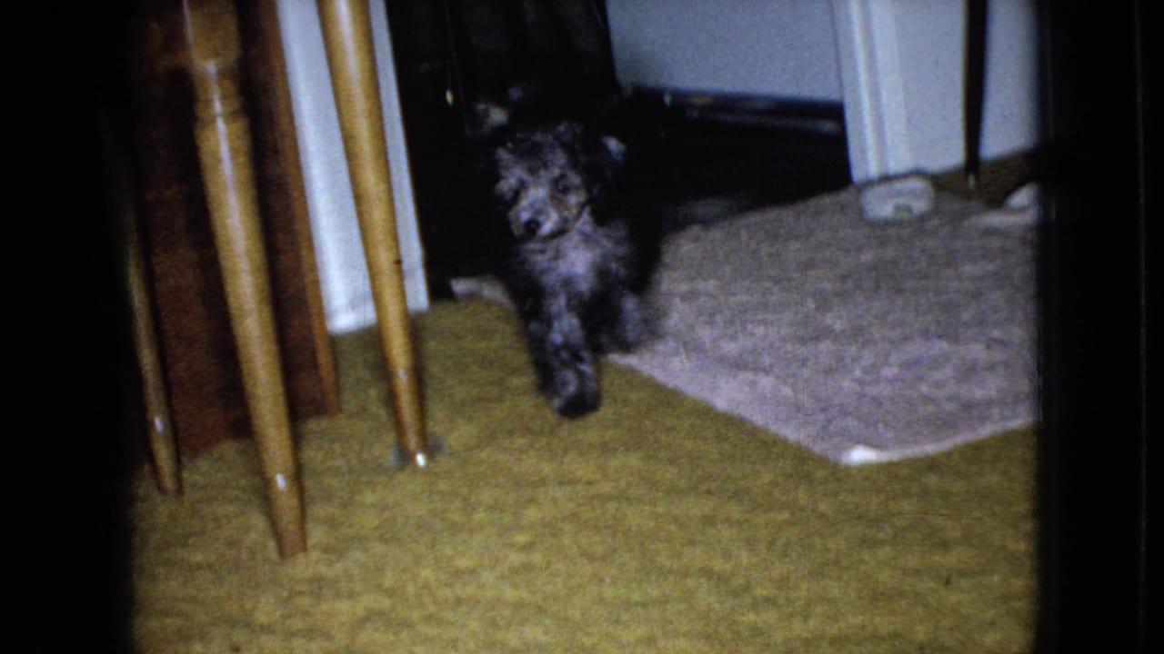 A small gray poodle cautiously enters a Wellsburg, Iowa home interior on yellow carpet, with wooden furniture legs and a doorway visible in the 1965 8mm frame.