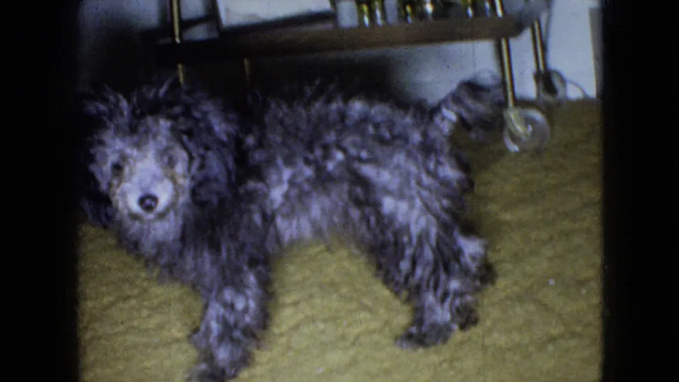 A small gray poodle stands close to the camera on the yellow carpet, with a rolling chair or cart and interior doorway details behind it.