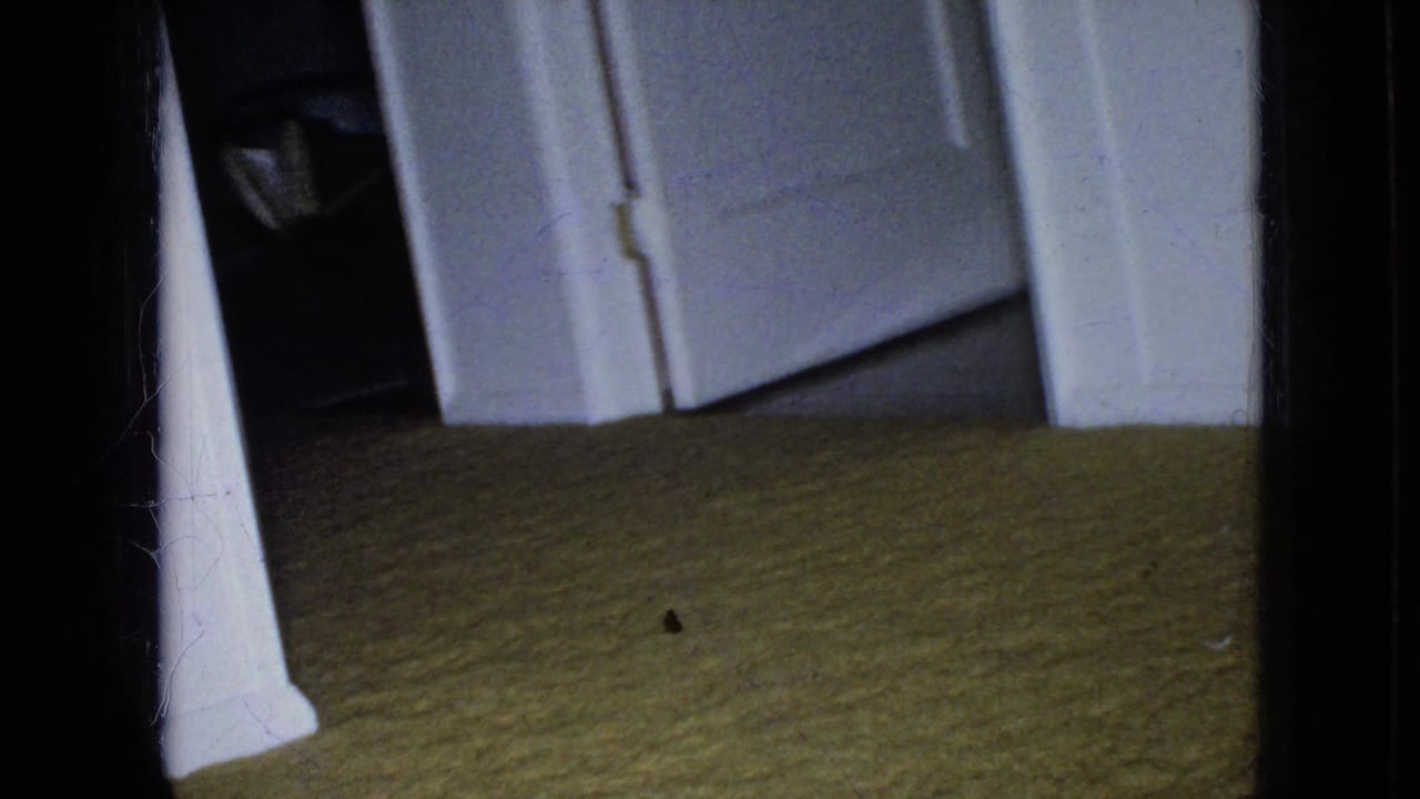 Small grey shaggy dog partly visible in a dark doorway beside white trim and greenish carpet.