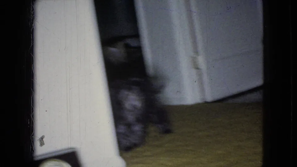 A blurred small grey dog moves across the greenish-yellow carpet in a low-light domestic interior, framed by a white wall and doorway.
