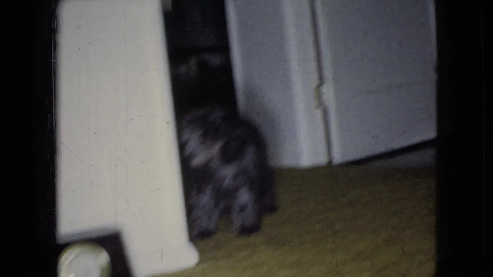 The small grey shaggy dog stands near the white doorway inside the private home interior, with carpet and part of the floor clock radio visible in the frame.