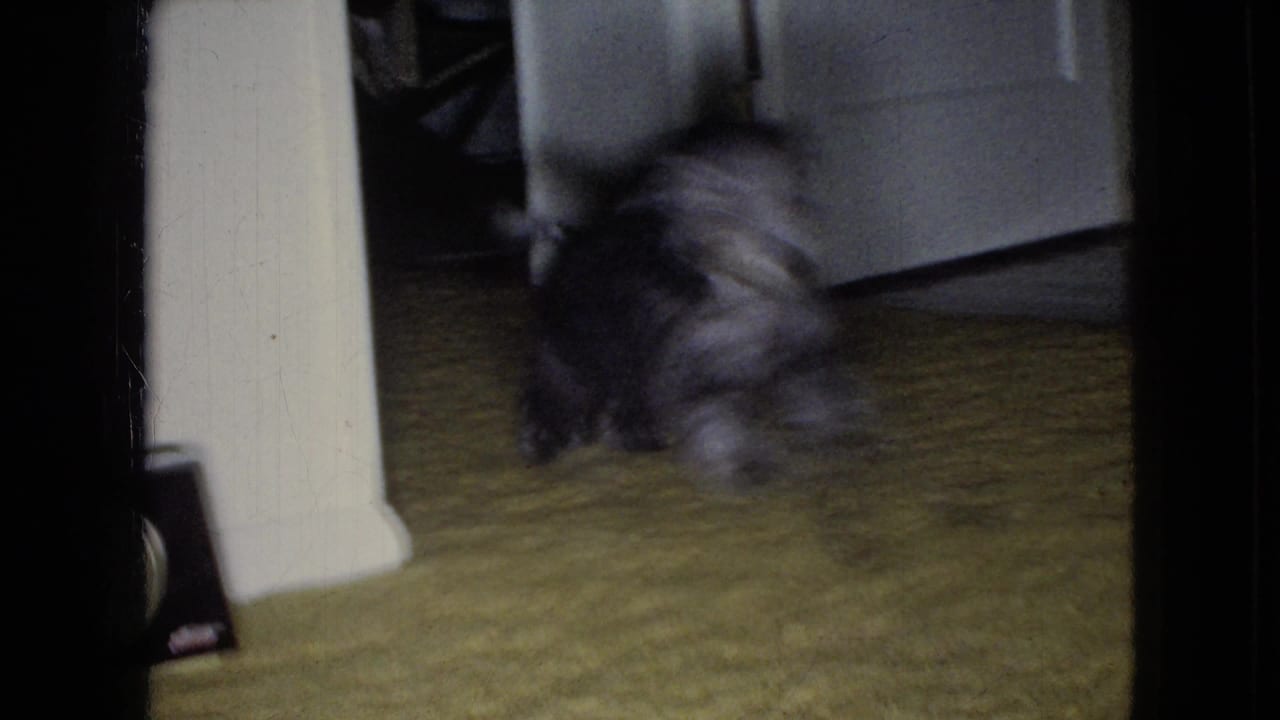 A small dark-and-light shaggy dog moves quickly across a yellow carpet inside a Wellsburg, Iowa home in 1965, with doorway trim and furniture edges visible.