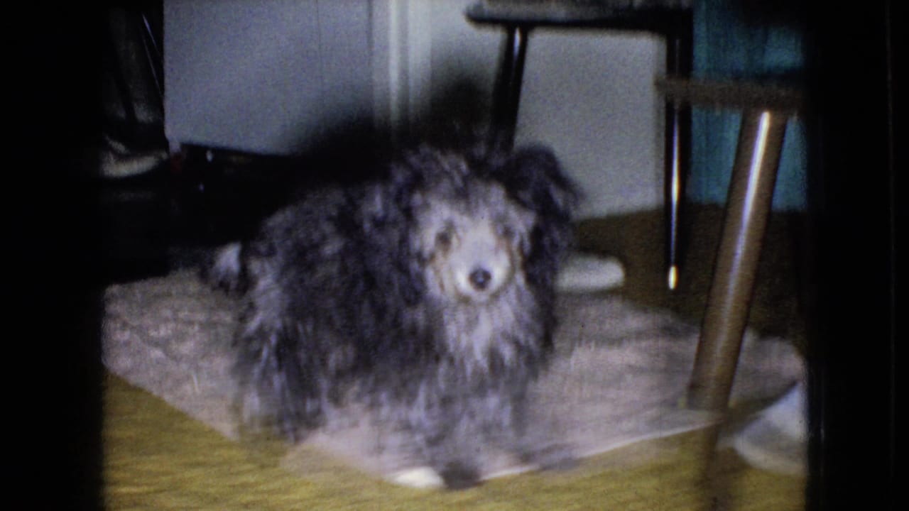 Small fluffy dog standing on a pale rug beneath a table.