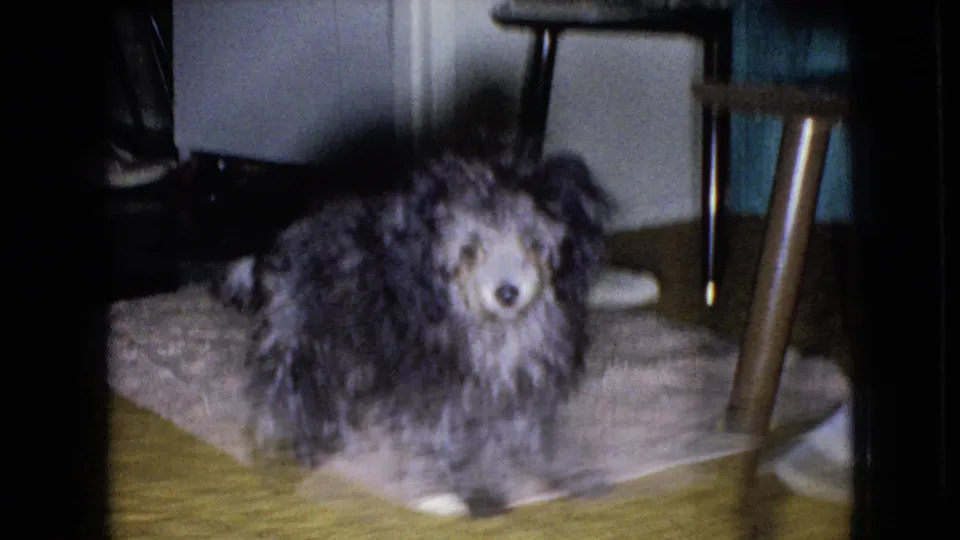 The shaggy dog pauses on a light-colored rug under table or chair legs in the private home interior, with a household scale visible nearby.