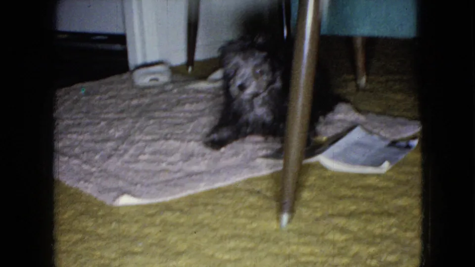 The small dog is partly obscured by a table leg while sitting or crouching on a pale rug, with carpet, a scale, and furniture legs around it.