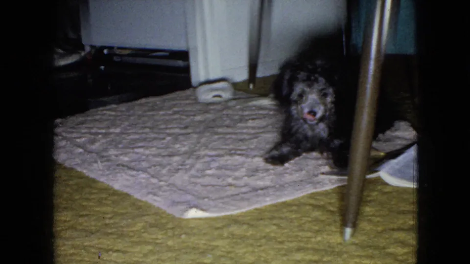 The dog peeks from beneath a table in the Wellsburg home interior, framed by wooden legs, a pale rug, yellow carpeting, and a nearby household scale.