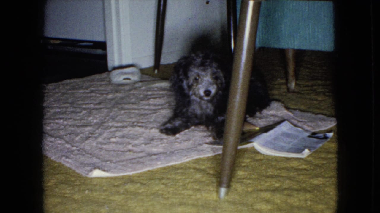 Small shaggy dark dog on a textured rug under a table in a Wellsburg, Iowa home-movie interior from the supplied 1965 context.