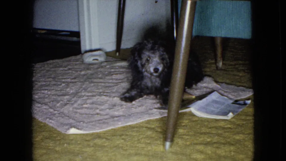 Small shaggy dark dog on a textured rug under a table in a Wellsburg, Iowa home-movie interior from the supplied 1965 context.