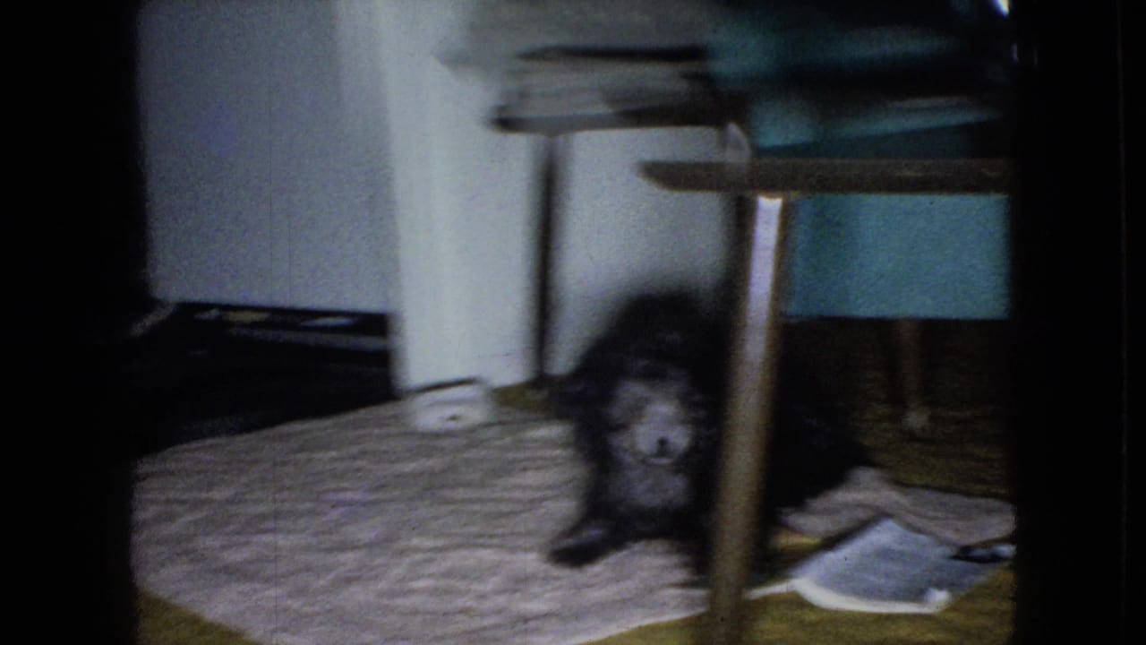 Small dark dog partly framed by table legs on a rug beside a green chair.