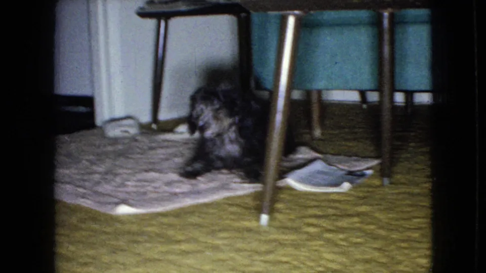 Shaggy dark dog positioned low beneath a table, with mid-century furniture and carpet visible in the 1965 home-movie frame.