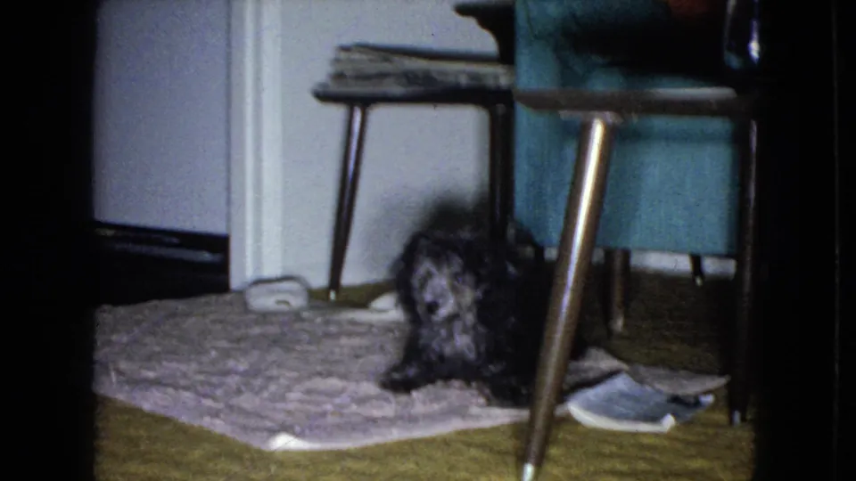 Small dark shaggy dog looking toward the low handheld camera from beneath table legs in the supplied 1965 Wellsburg, Iowa interior.