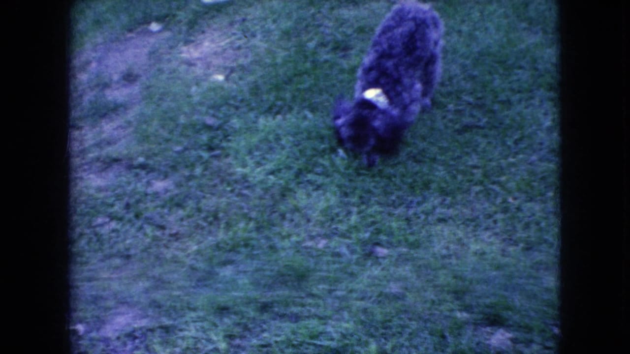 Small gray poodle with a light collar or harness lowers its head toward the grass in Wellsburg, Iowa home-movie footage dated 1965 by metadata.