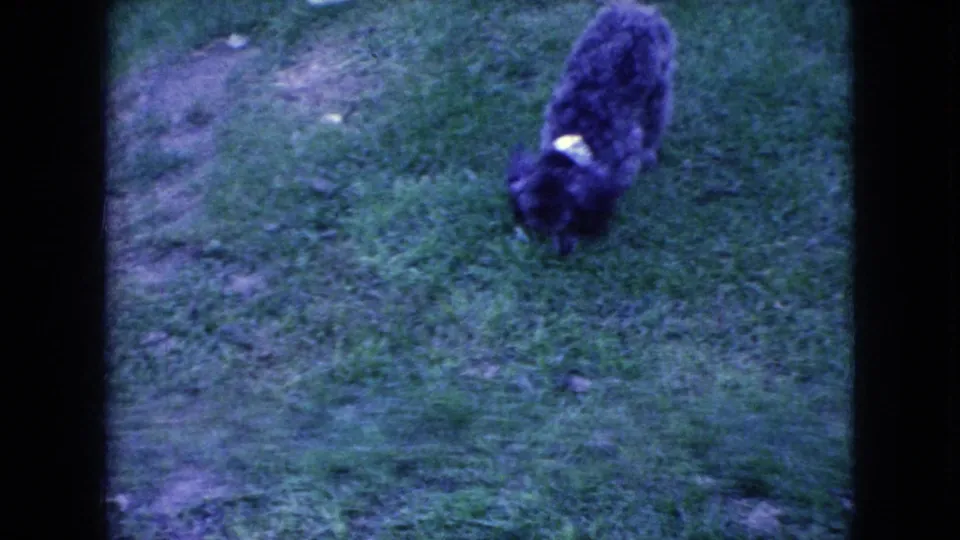 Small gray poodle with a light collar or harness lowers its head toward the grass in Wellsburg, Iowa home-movie footage dated 1965 by metadata.