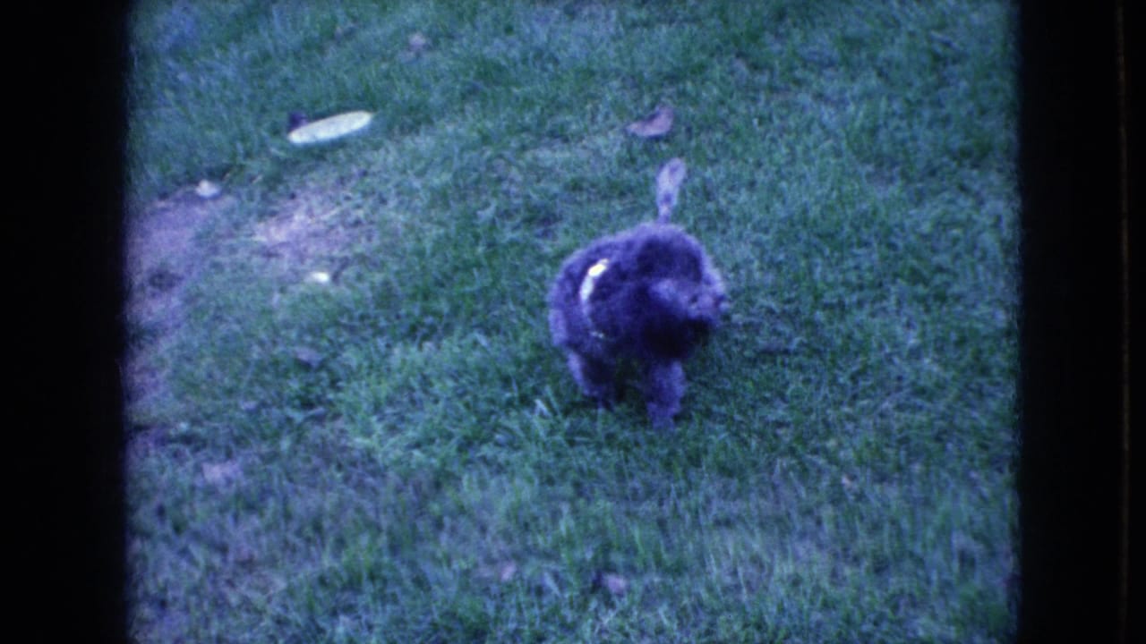 Small gray poodle standing on grass with its tail raised.