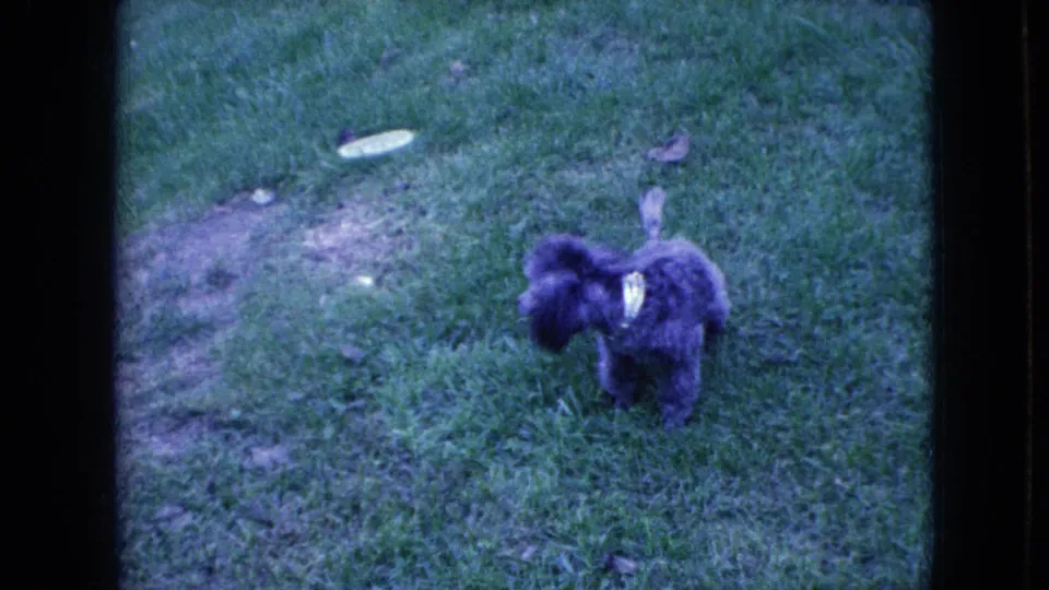 Small gray poodle squats on the grass near small bare patches in a Wellsburg, Iowa 1965 home-movie view.