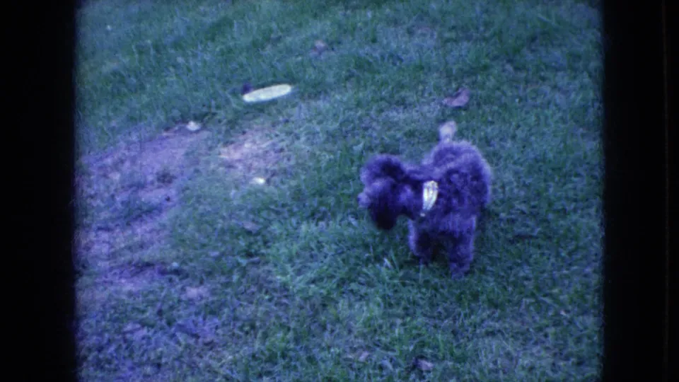 Small gray poodle with a light collar or harness remains squatting on a green lawn in blue-toned 8mm home-movie footage from 1965 Iowa metadata.
