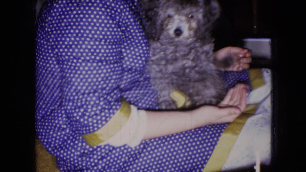 Gray poodle puppy sits in a woman's arms as she wears a blue polka dot dress.