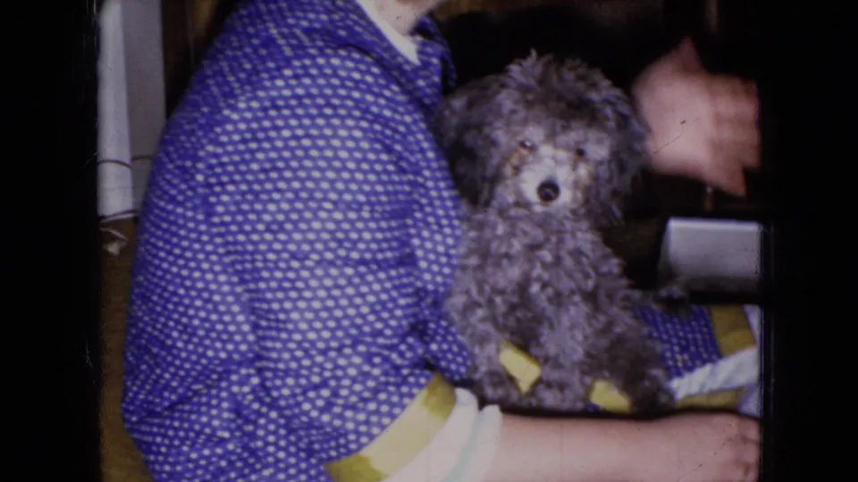 The gray poodle puppy looks toward the camera from a woman's lap in a blue polka dot dress, with a partially visible face and dim indoor setting.