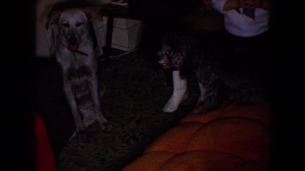 Light-colored dog sits near a dark curly-coated dog and seated adults in a dim interior.