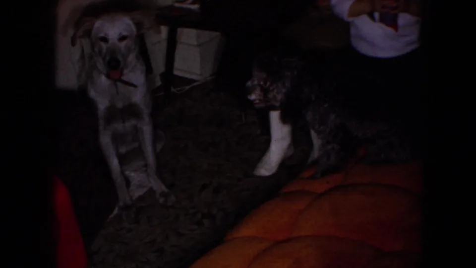 In the 1965 Wellsburg, Iowa home-movie frame, a light-colored dog sits on patterned carpet beside a dark curly-coated dog, with seated adults partially visible around them.