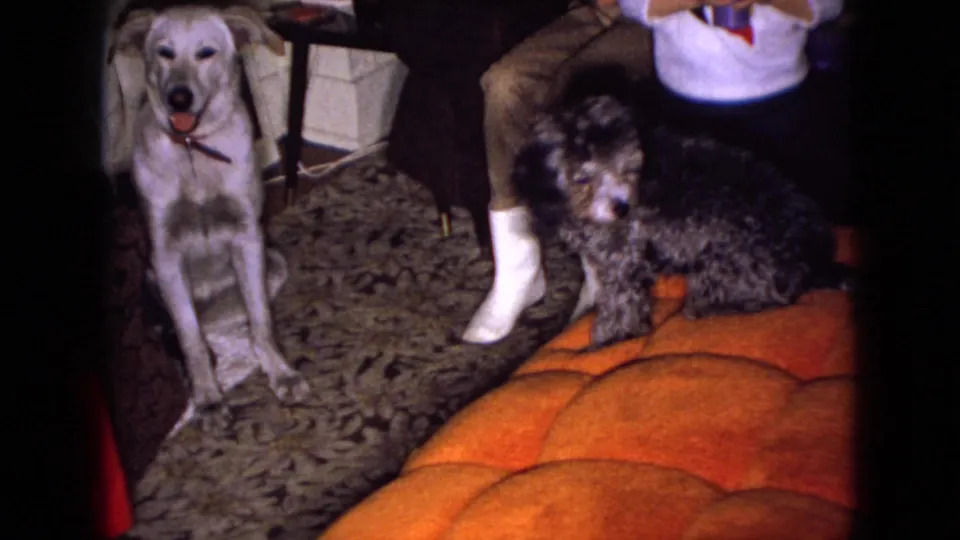 The 1965 Wellsburg, Iowa frame shows a light-colored dog facing the camera while a dark poodle sits nearby on patterned carpet, with adults' legs, white socks, and an orange cushion visible.