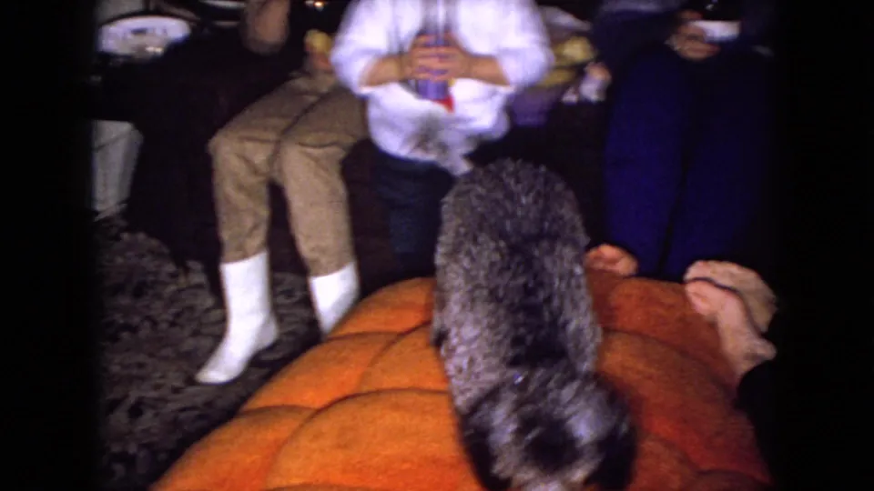In this 1965 Wellsburg, Iowa home-movie frame, a dark curly-coated dog stands or sits facing away near seated adults, with white socks, patterned carpet, and orange upholstery visible.
