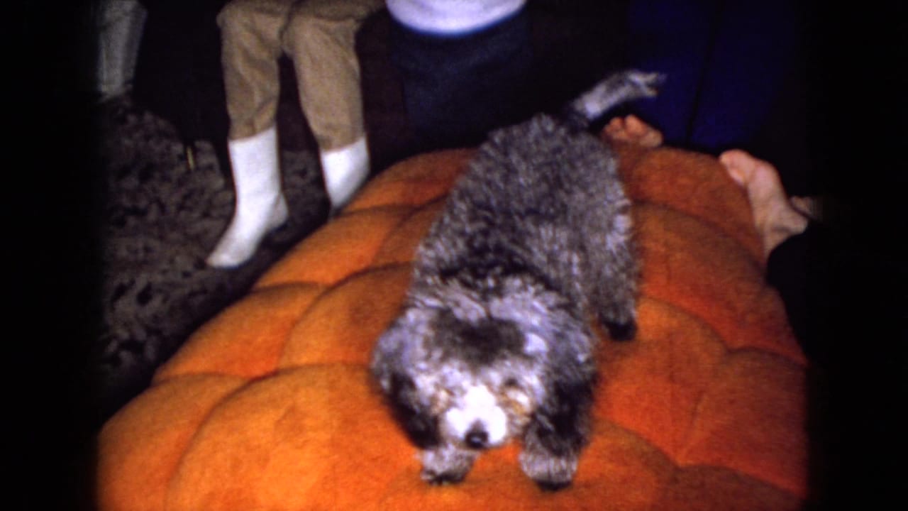 In a 1965 Wellsburg, Iowa home-movie frame, a gray poodle stands on an orange tufted sofa while adults' legs and white boots are visible around it.