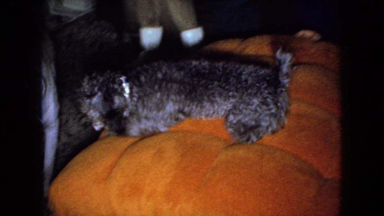 Gray poodle and light-colored dog on an orange sofa with seated adults nearby.