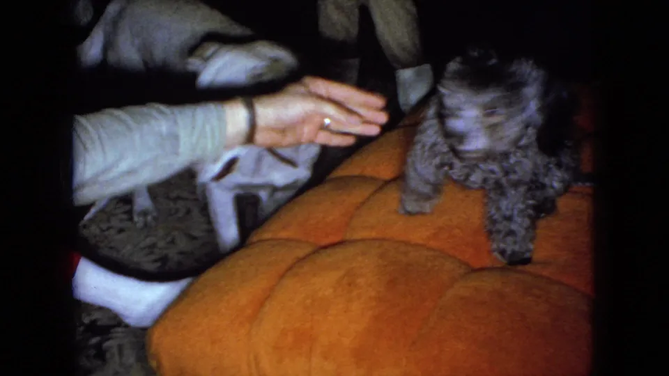 A seated adult reaches a hand toward the gray poodle on the orange sofa while the light-colored dog stands close by in the living room.