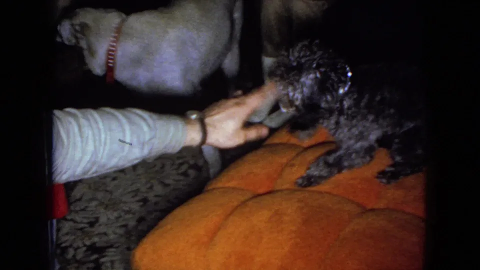 An adult hand touches the gray poodle on the orange sofa while a light-colored Labrador-type dog stands nearby in the private living-room setting.