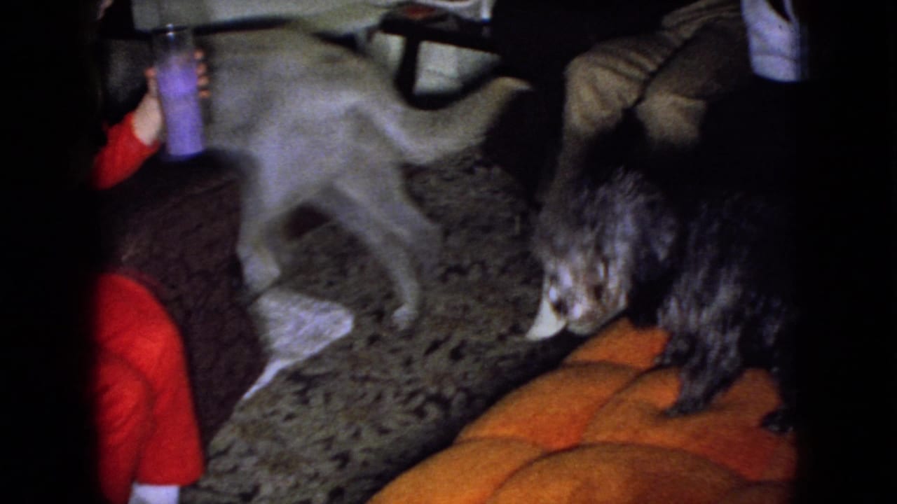 In this 1965 Wellsburg, Iowa home-movie frame, a white dog and a dark curly-haired dog stand on patterned carpet beside an orange tufted sofa while seated adults are partly visible.