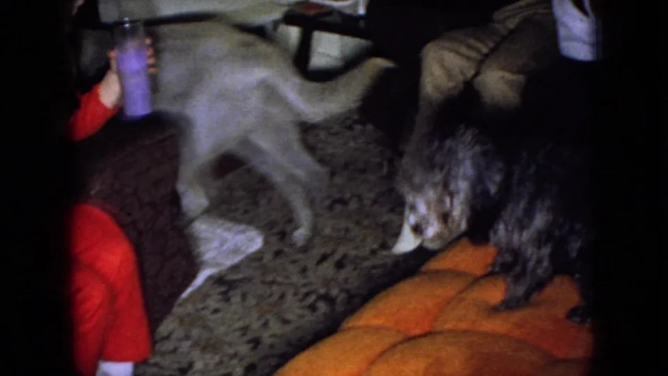 In this 1965 Wellsburg, Iowa home-movie frame, a white dog and a dark curly-haired dog stand on patterned carpet beside an orange tufted sofa while seated adults are partly visible.