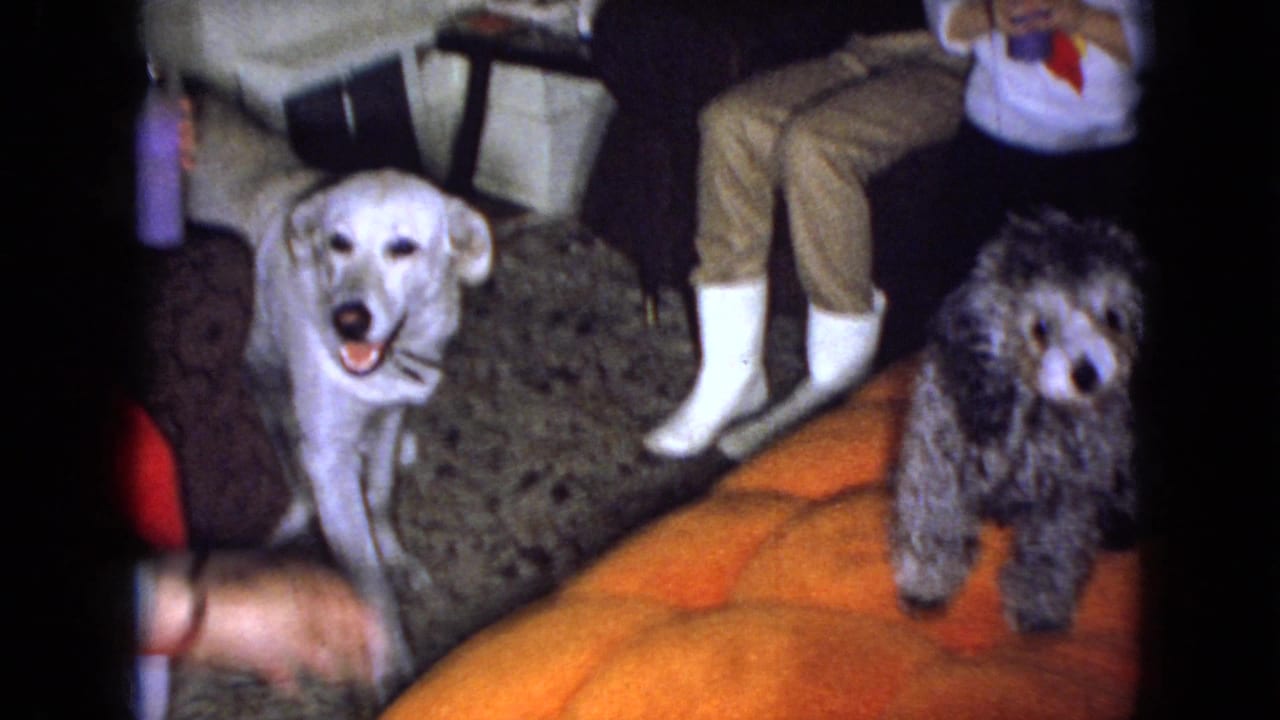 A white dog faces the camera near a dark curly-haired dog and an orange sofa.