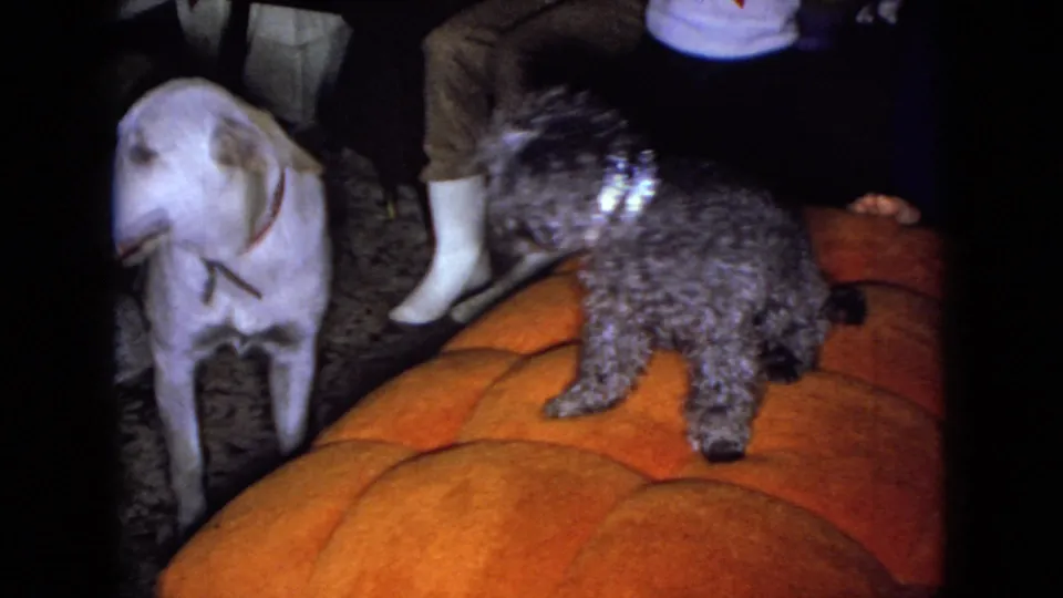 The frame shows a white dog and a dark curly-haired dog beside an orange tufted sofa, with white boots and seated legs visible in the private living room setting.
